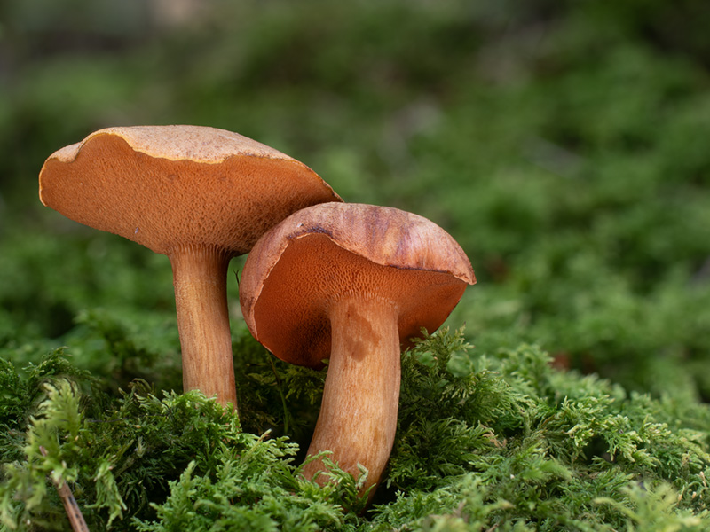 Chalciporus piperatus